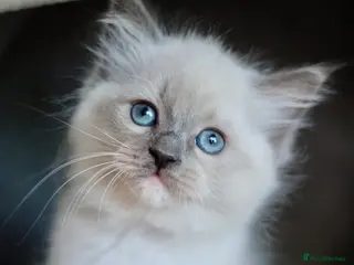 Ragdoll cats GCCF Ragdoll Kitten - Advert 4