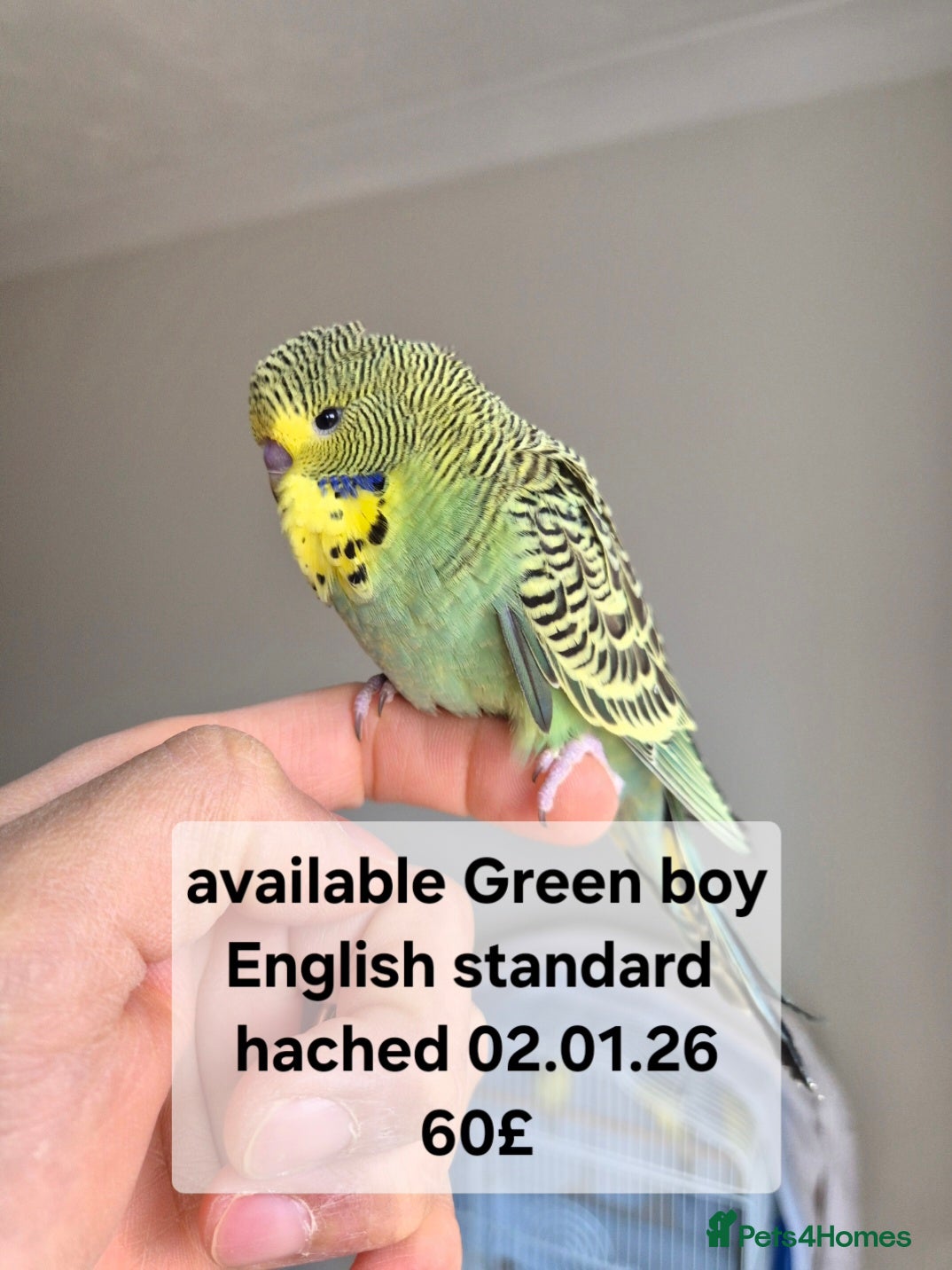 Budgerigars birds Budgies Birds by pre-order, exclusive birds - Advert 5