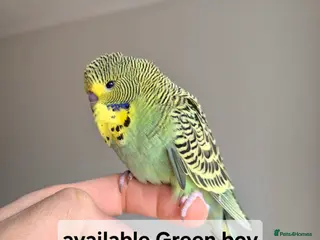 Budgerigars birds Budgies Birds by pre-order, exclusive birds - Advert 5