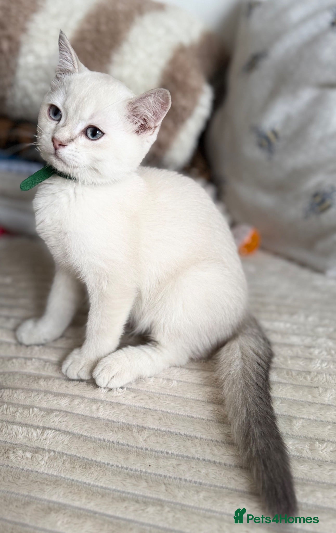 British Shorthair cats Beautiful BSH Blue Golden TICA kittens - Advert 8