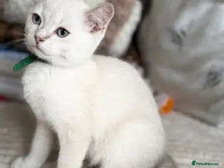 British Shorthair cats Beautiful BSH Blue Golden TICA kittens - Advert 8