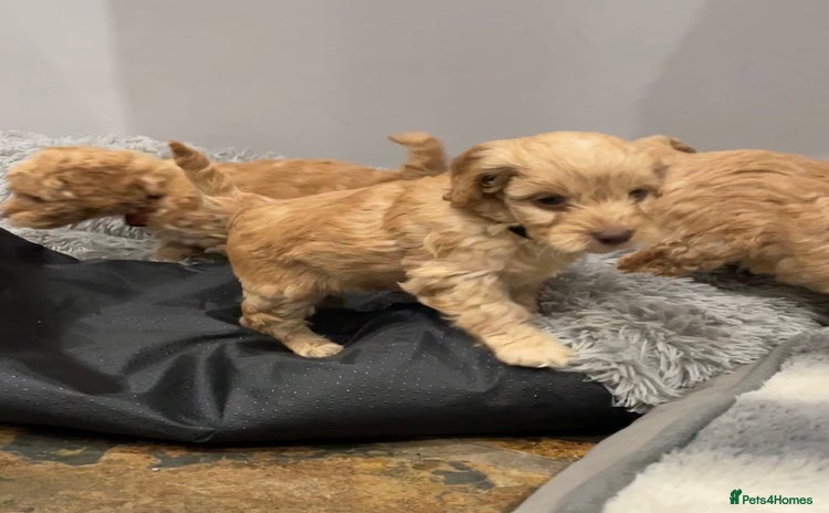 Cockapoo dogs - Advert 1