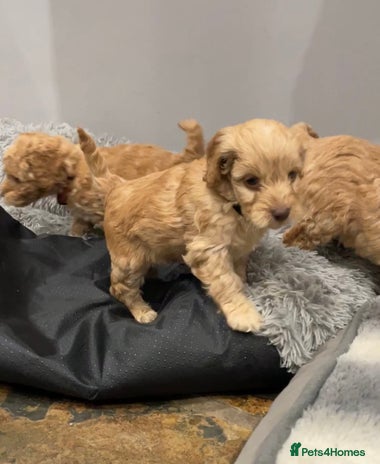 Cockapoo dogs - Advert 1