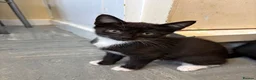 Mixed Breed cats for sale: Pls call  **   don't have time to check msg in Hinckley - Advert 10