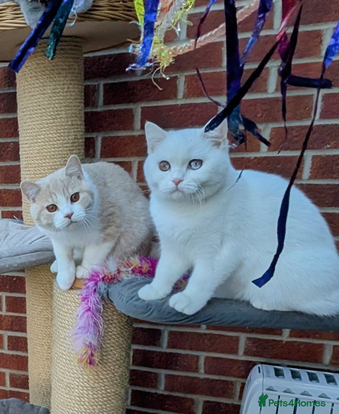 British Shorthair cats for sale: 🐻‍❄️*Quality Bsh kittens*check prices*only 2left* - Advert 9