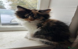 Norwegian Forest Cat cats for sale: Half Norwegian Forest Kittens  - Image 2