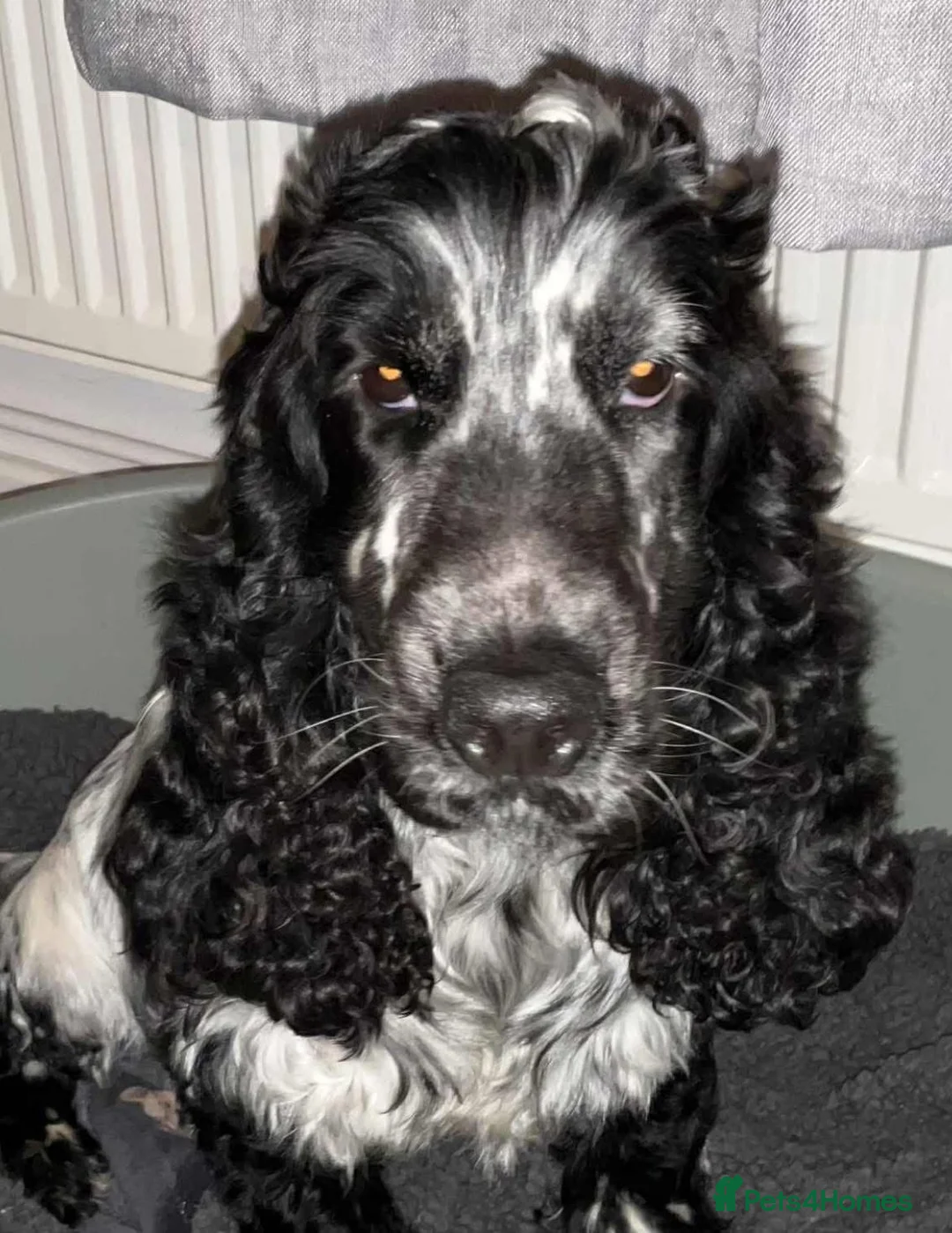 Cocker Spaniel dogs for sale: KC registered male cocker spaniel  - Advert 3