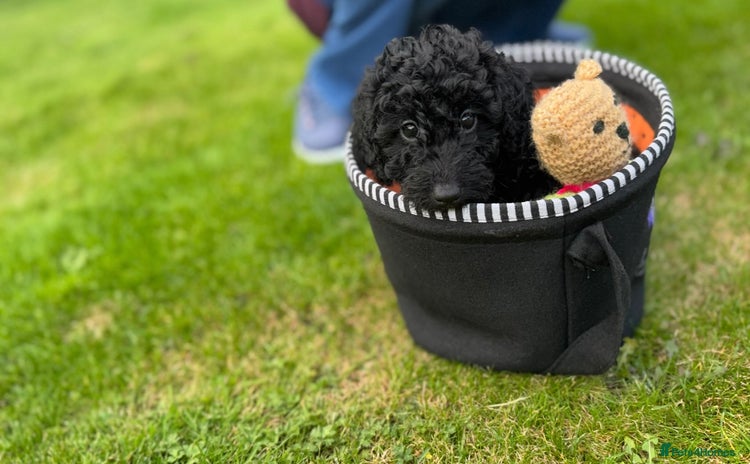 Cockapoo dogs - Advert 6