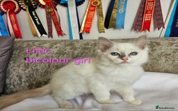 Ragdoll cats for sale: GCCF REGISTERED PEDIGREE RAGDOLL KITTENS - Image 14