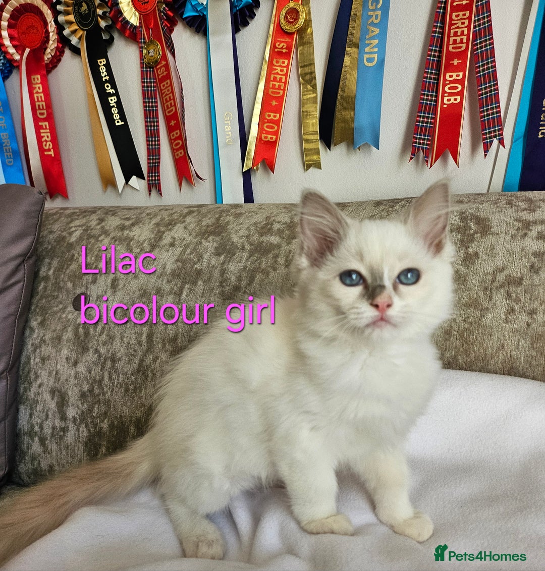 Ragdoll cats for sale: GCCF REGISTERED PEDIGREE RAGDOLL KITTENS - Image 14