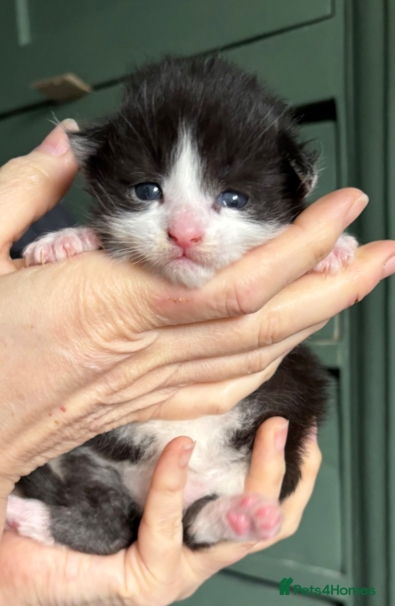 Maine Coon cats Maine Coon Kittens TICA Reg Ready June - Advert 2