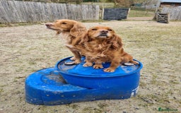 Cocker Spaniel dogs for sale: Stunning golden cocker spaniel puppies  - Image 8