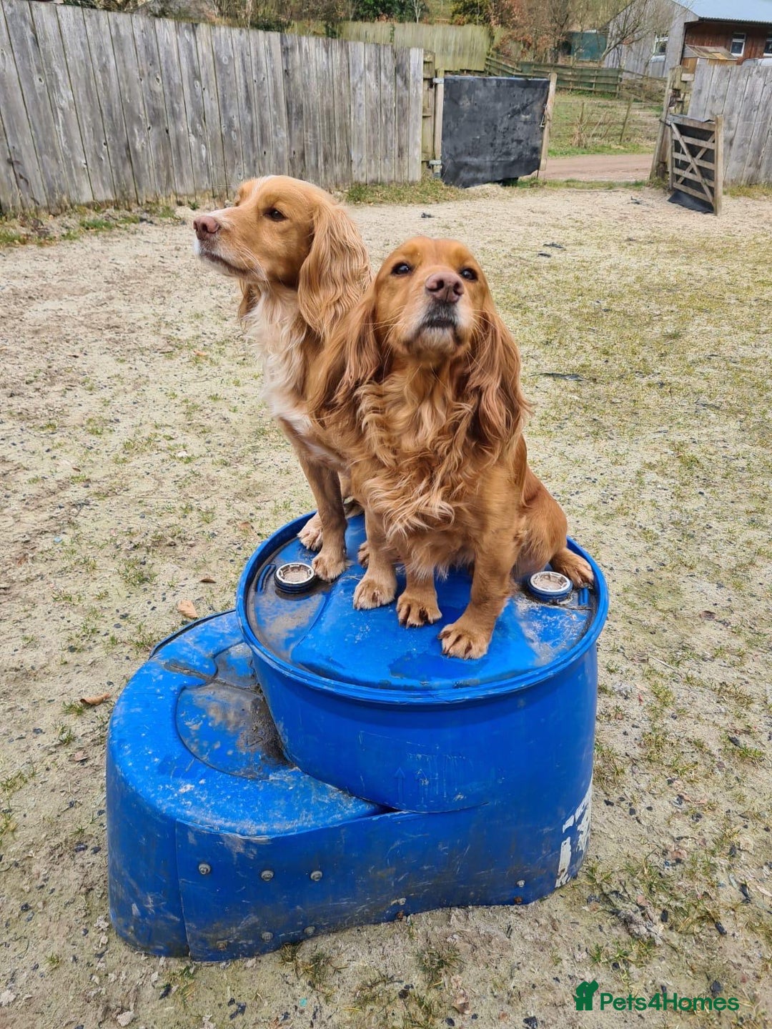 Cocker Spaniel dogs for sale: Stunning golden cocker spaniel puppies  - Image 8