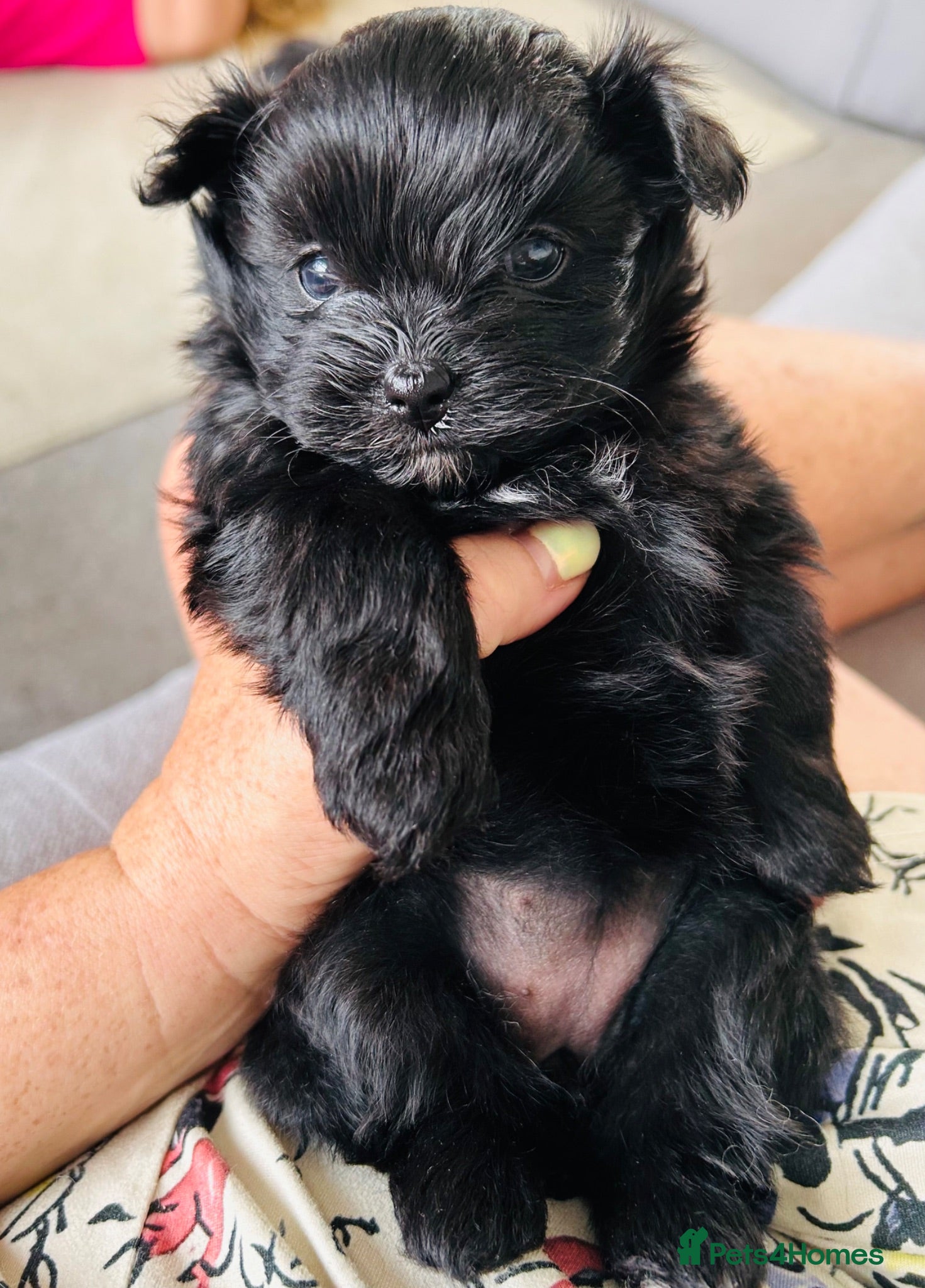 Maltipom dogs for sale: Pomeranian/maltese  - Advert 2
