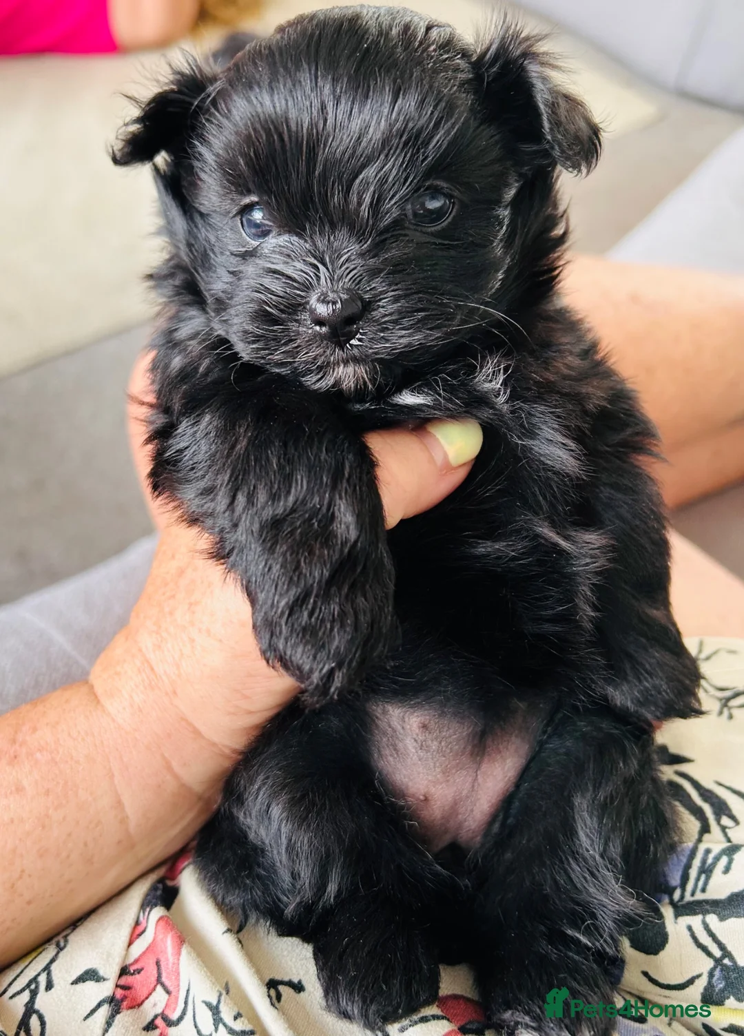 Maltipom dogs for sale: Pomeranian/maltese  - Advert 1