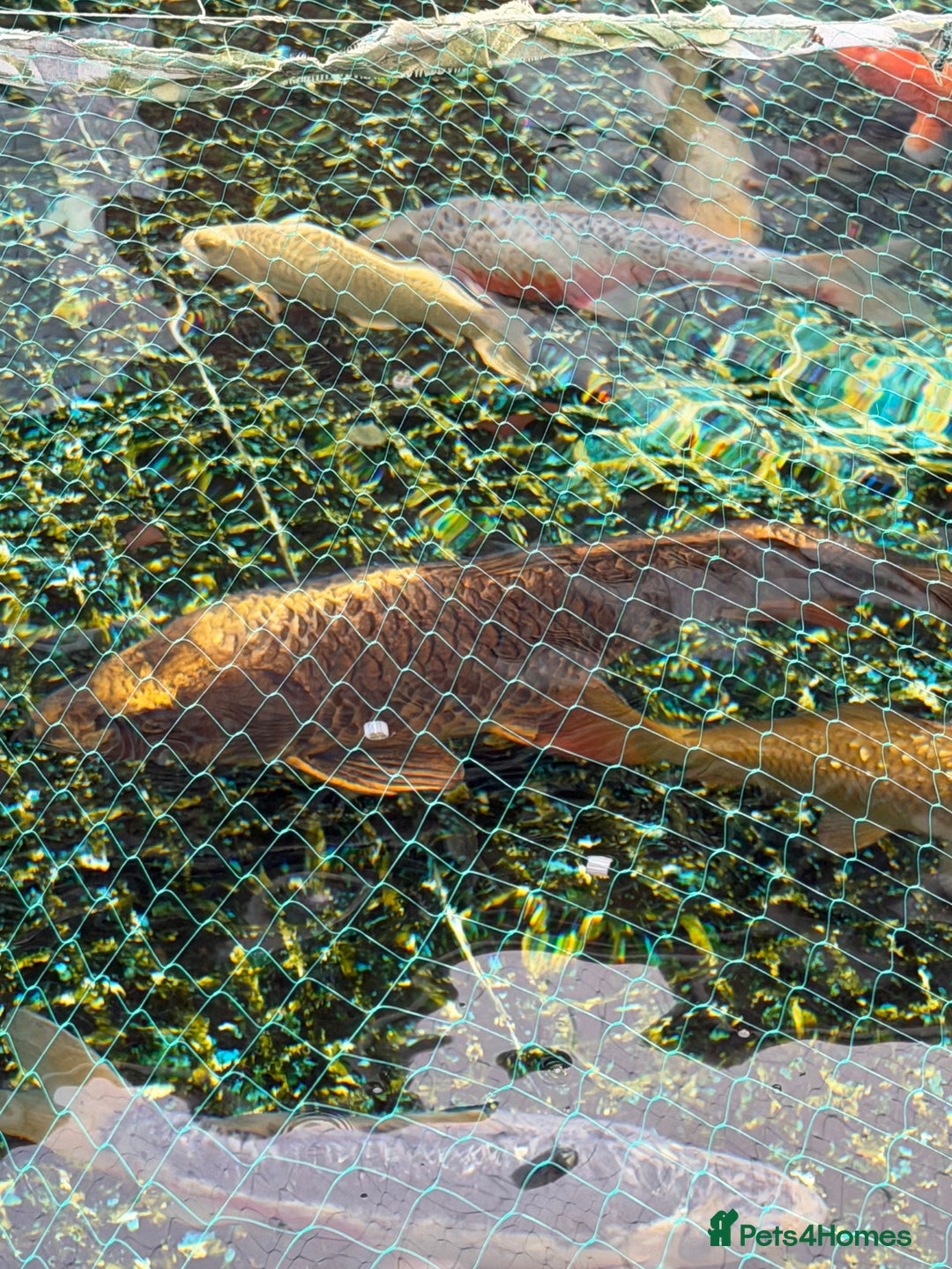 Koi Carp fish for sale: Koi karp for sale - Advert 3