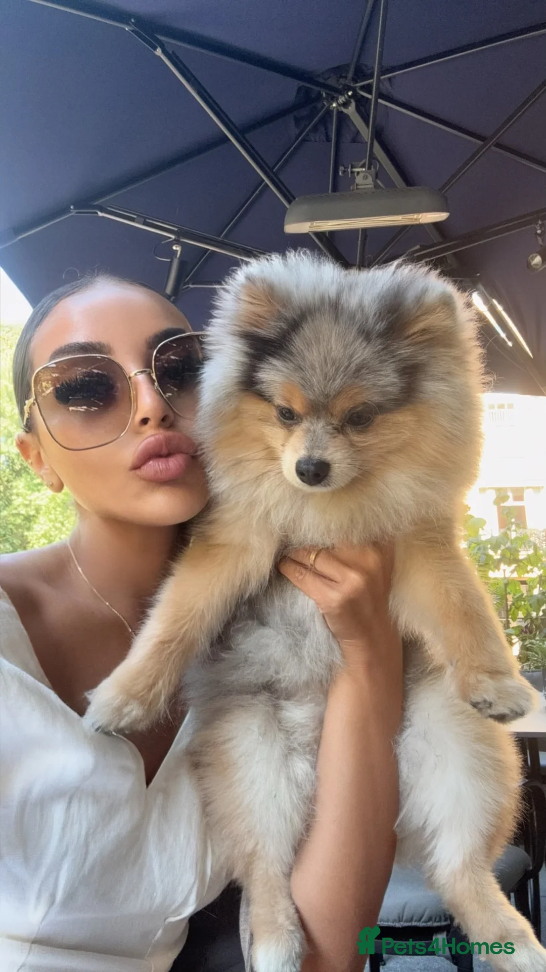 Pomeranian dogs for stud: Rare Blue & Tan Merle Pomeranian Stud – London  - Advert 22