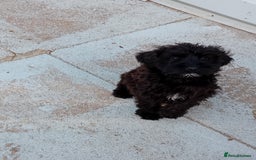 Mixed Breed dogs for sale: Schnoodle pups,  Aberdeenshire  - Image 2