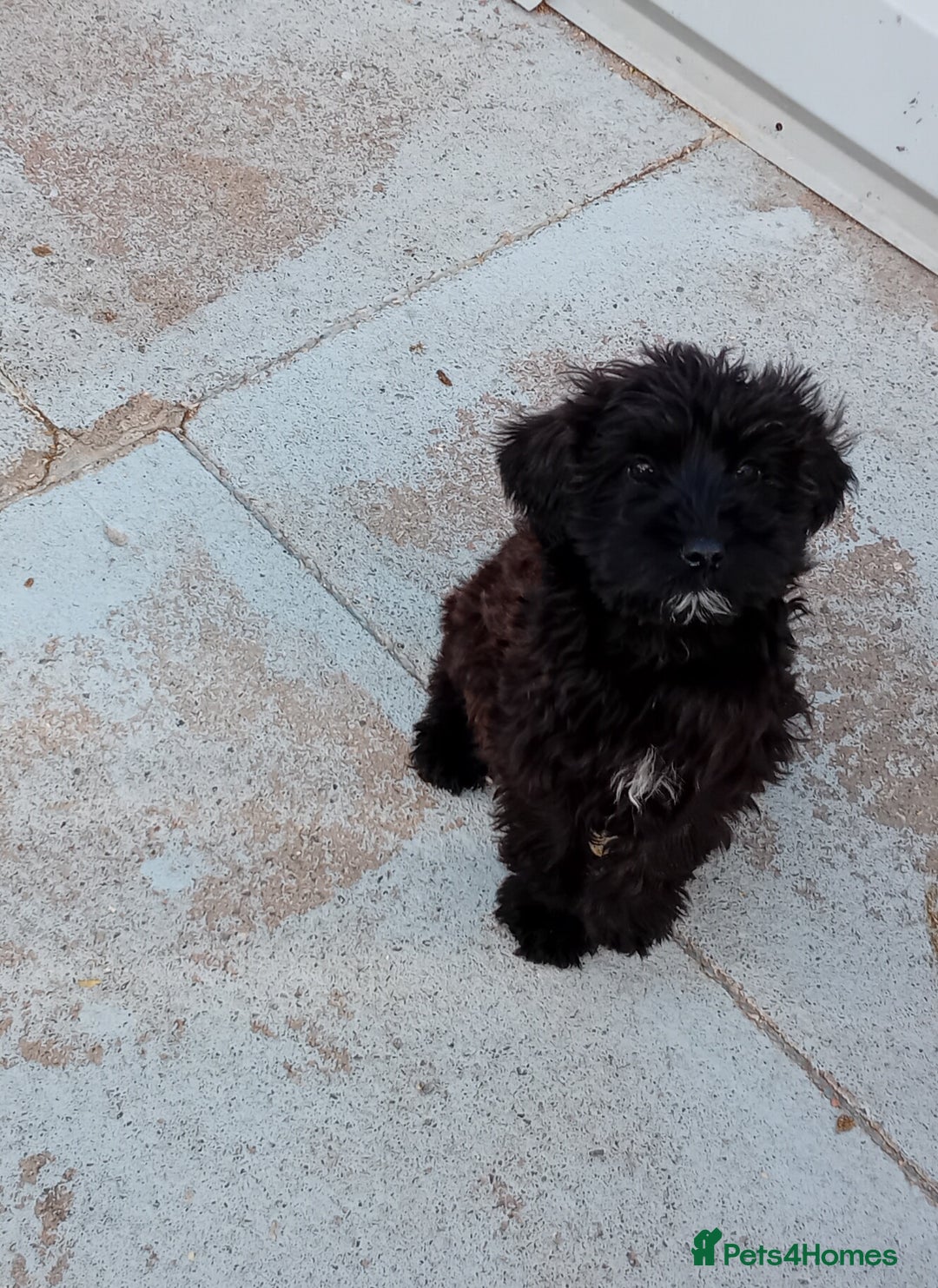 Mixed Breed dogs for sale: Schnoodle pups,  Aberdeenshire  - Image 2