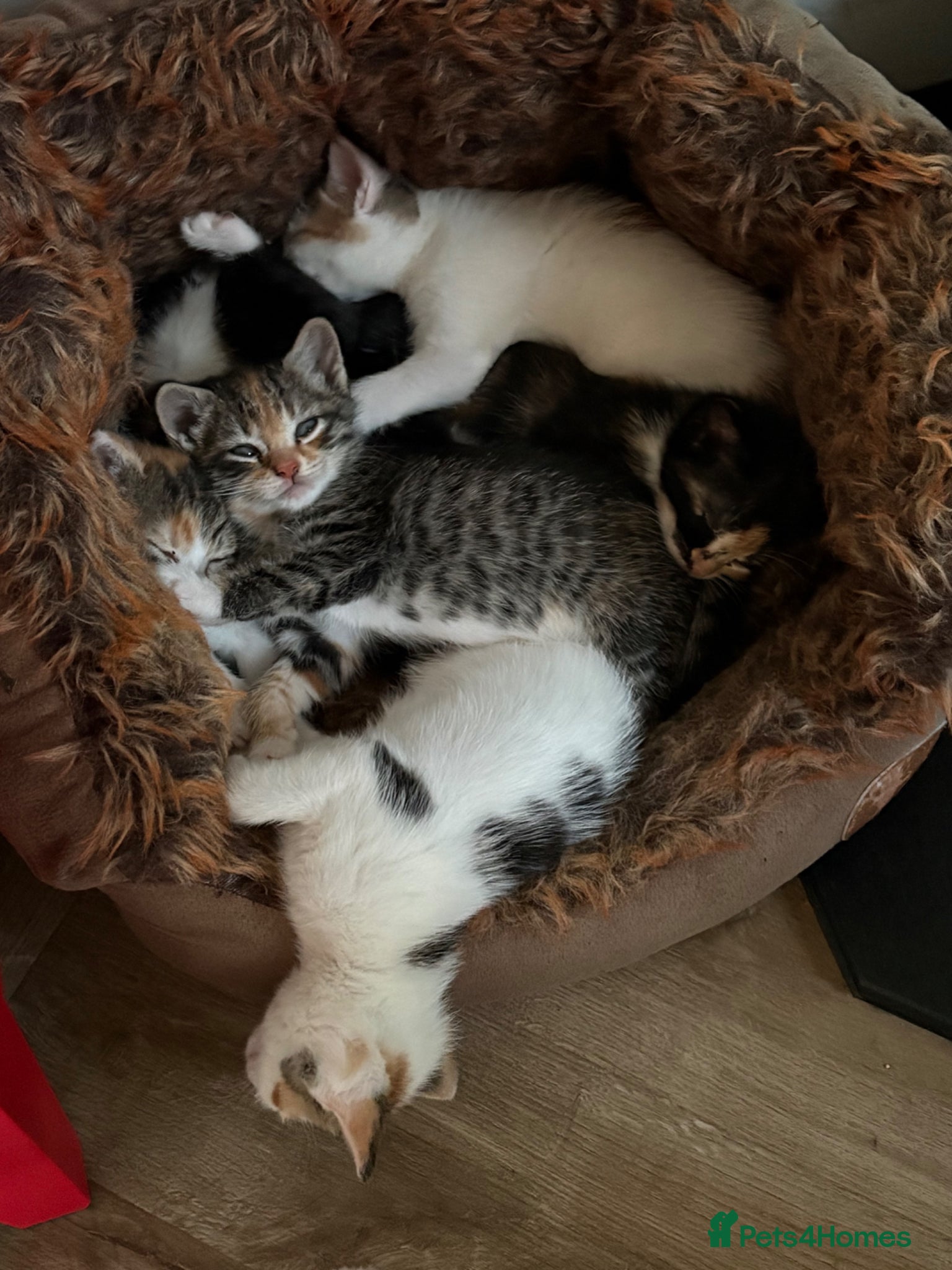 Mixed Breed cats Mixed breed kittens various colours MK17 0PR - Advert 3
