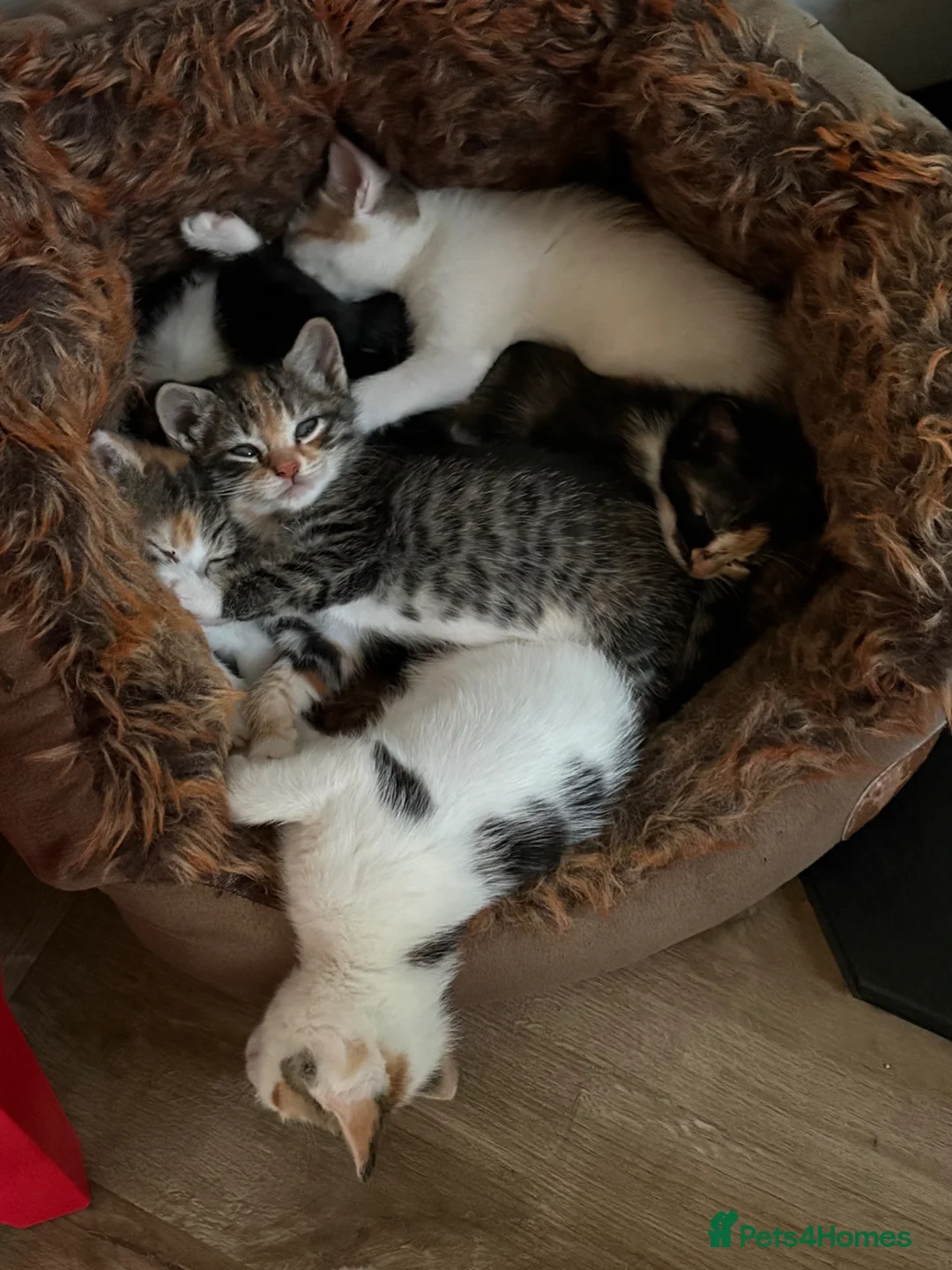 Mixed Breed cats for sale: Mixed breed kittens various colours MK17 0PR in Milton Keynes - Advert 1