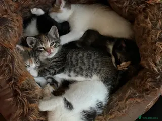 Mixed Breed cats Mixed breed kittens various colours MK17 0PR - Advert 5