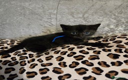 Mixed Breed cats for sale: 7 Half-Ragdolls  - Image 24