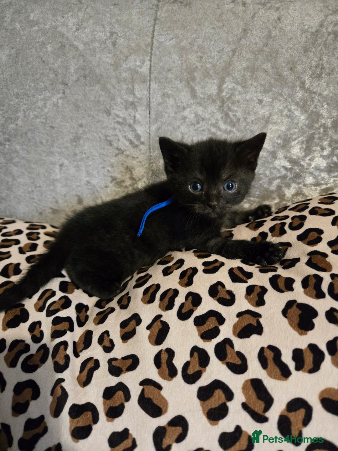Mixed Breed cats for sale: 7 Half-Ragdolls  - Image 24