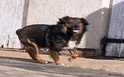 Mixed Breed dogs for adoption: Meet Charlie - a Lovely old boy, for a loving Home - Image 24