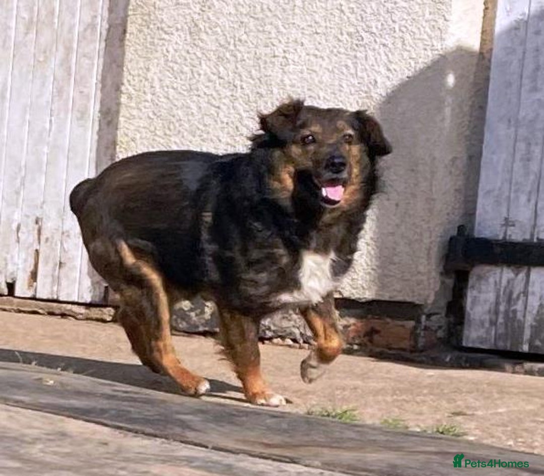 Mixed Breed dogs for adoption: Meet Charlie - a Lovely old boy, for a loving Home - Image 24