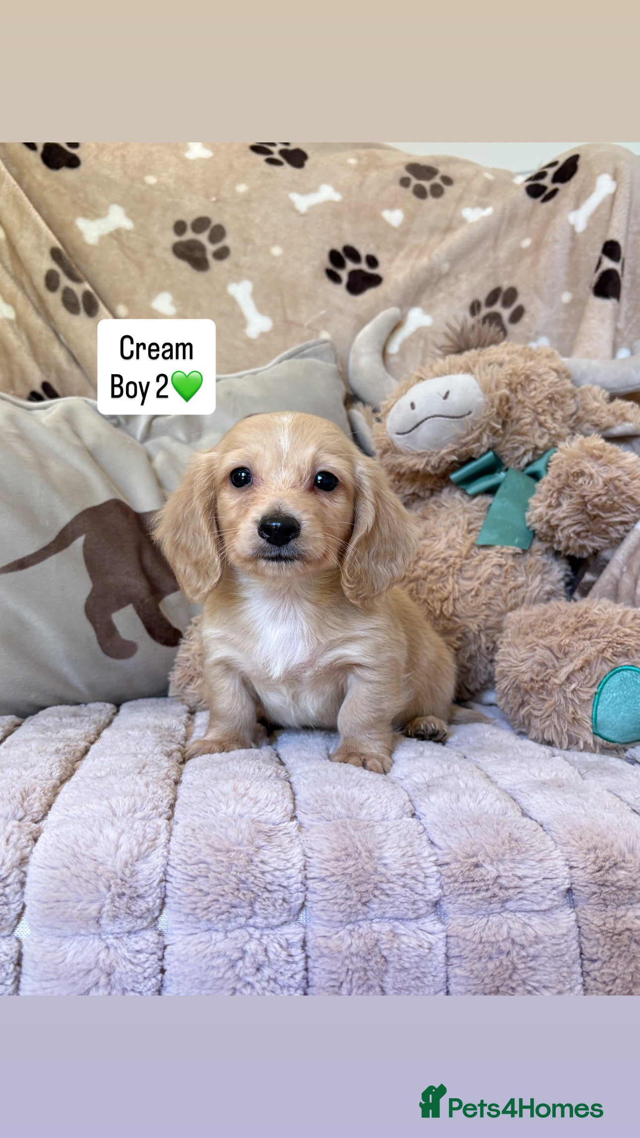 Miniature Dachshund dogs KC MINIATURE LONG HAIRED DACHSHUNDS💛 - Advert 2