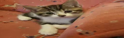 Mixed Breed cats for sale: Stunning bi-colour kittens in Ipswich - Advert 19