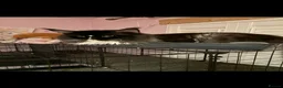 Maine Coon cats for stud: Stunning Russian boy for stud  - Advert 4