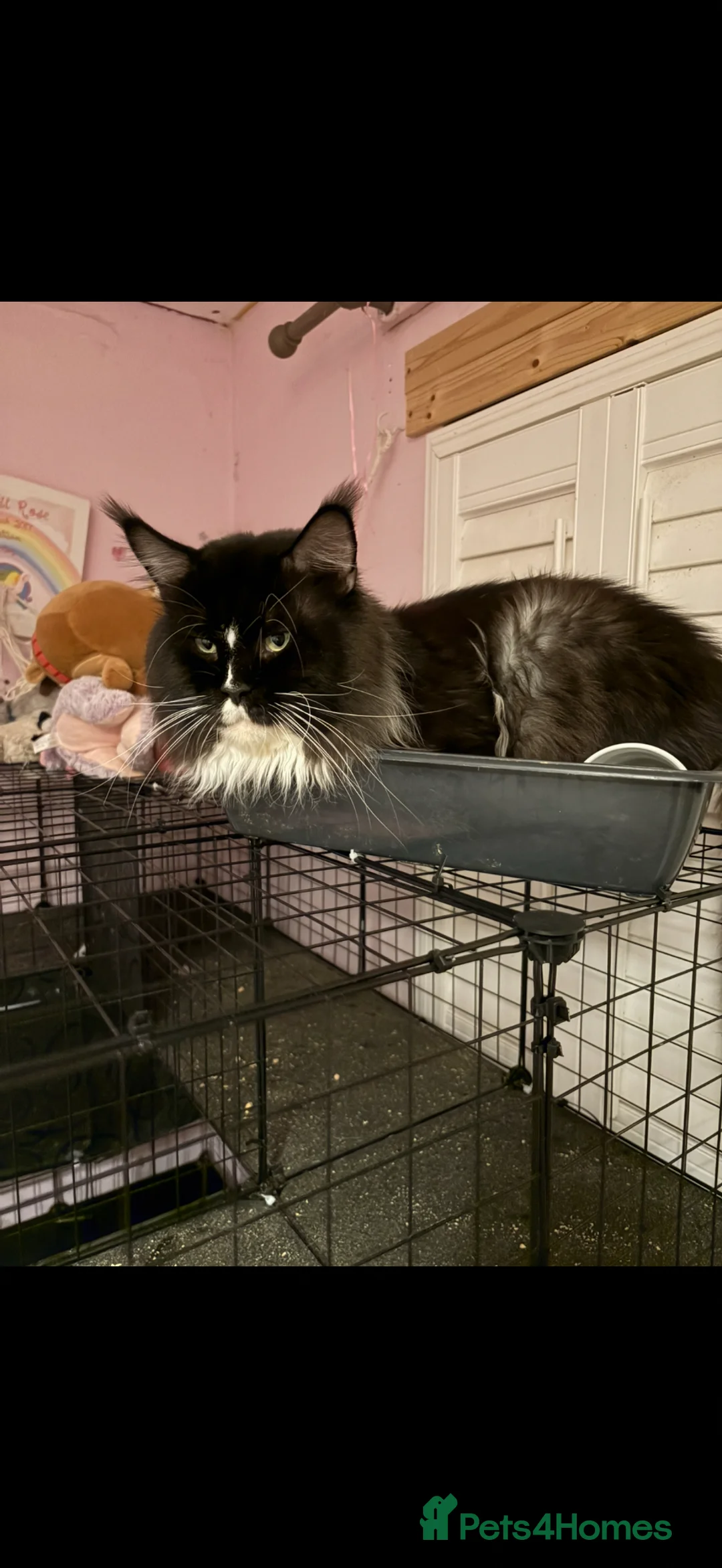 Maine Coon cats for stud: Stunning Russian boy for stud  - Advert 4