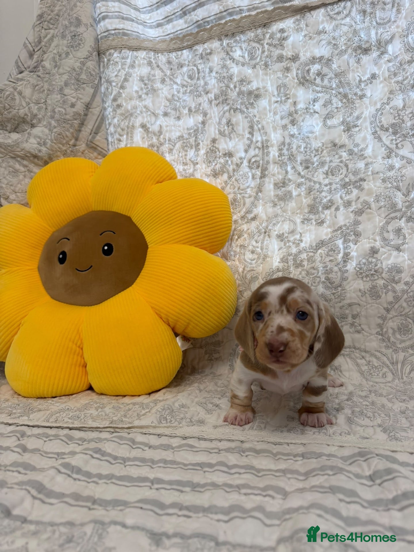 Miniature Dachshund dogs for sale: 🤩 2 stunning minutes female dachshund 🤩 - Advert 8