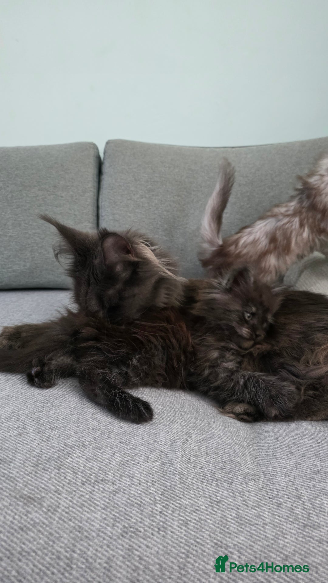 Maine Coon cats for sale: Maine Coon kittens from champion line - Advert 9