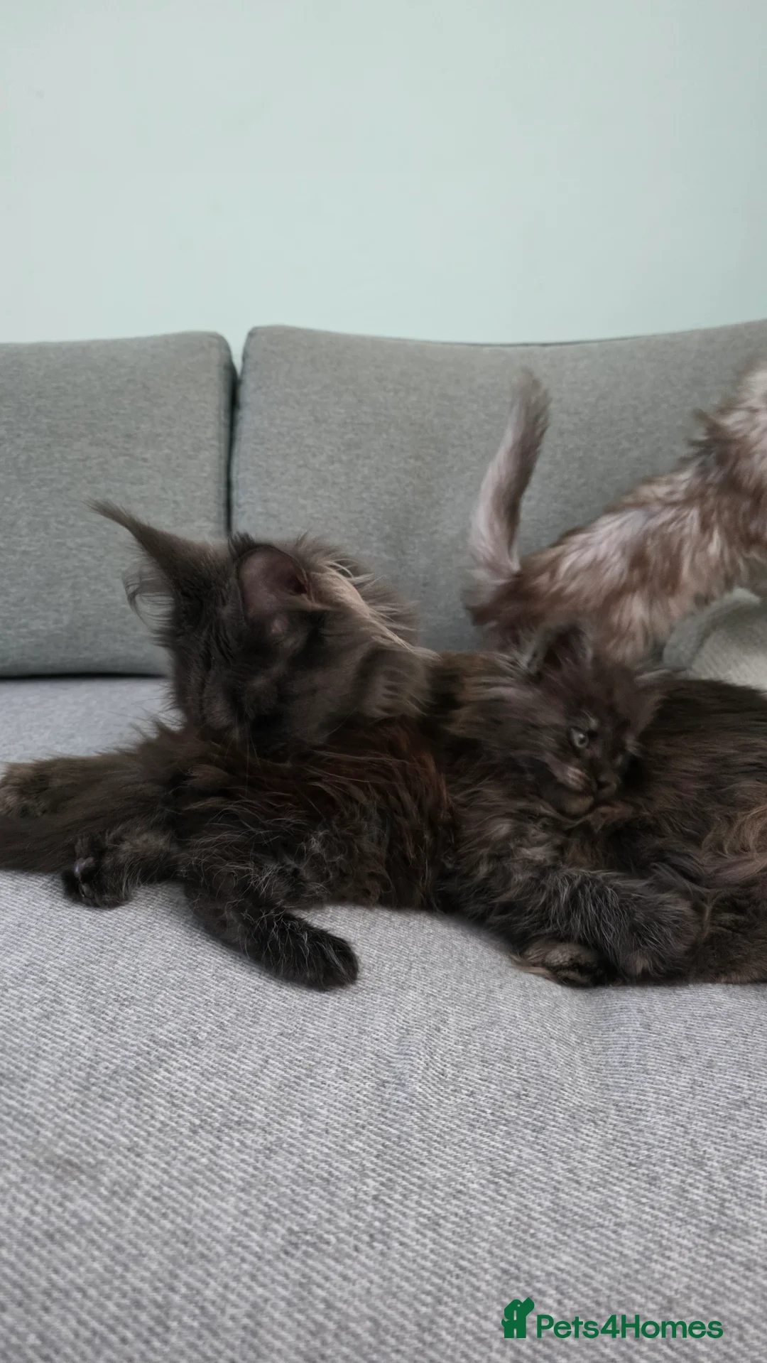 Maine Coon cats for sale: Maine Coon kittens from champion line - Advert 9