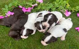 Cocker Spaniel dogs for sale: 6 beautiful cocker spaniel puppies - Image 6