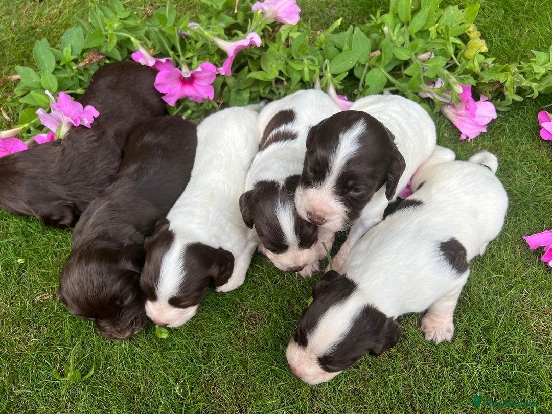Cocker Spaniel dogs for sale: 6 beautiful cocker spaniel puppies - Image 6