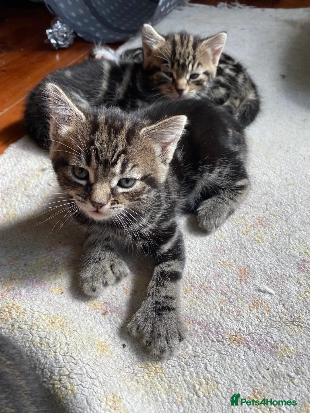Mixed Breed cats for sale: Bengal Male kitten 3 weeks old - Advert 2