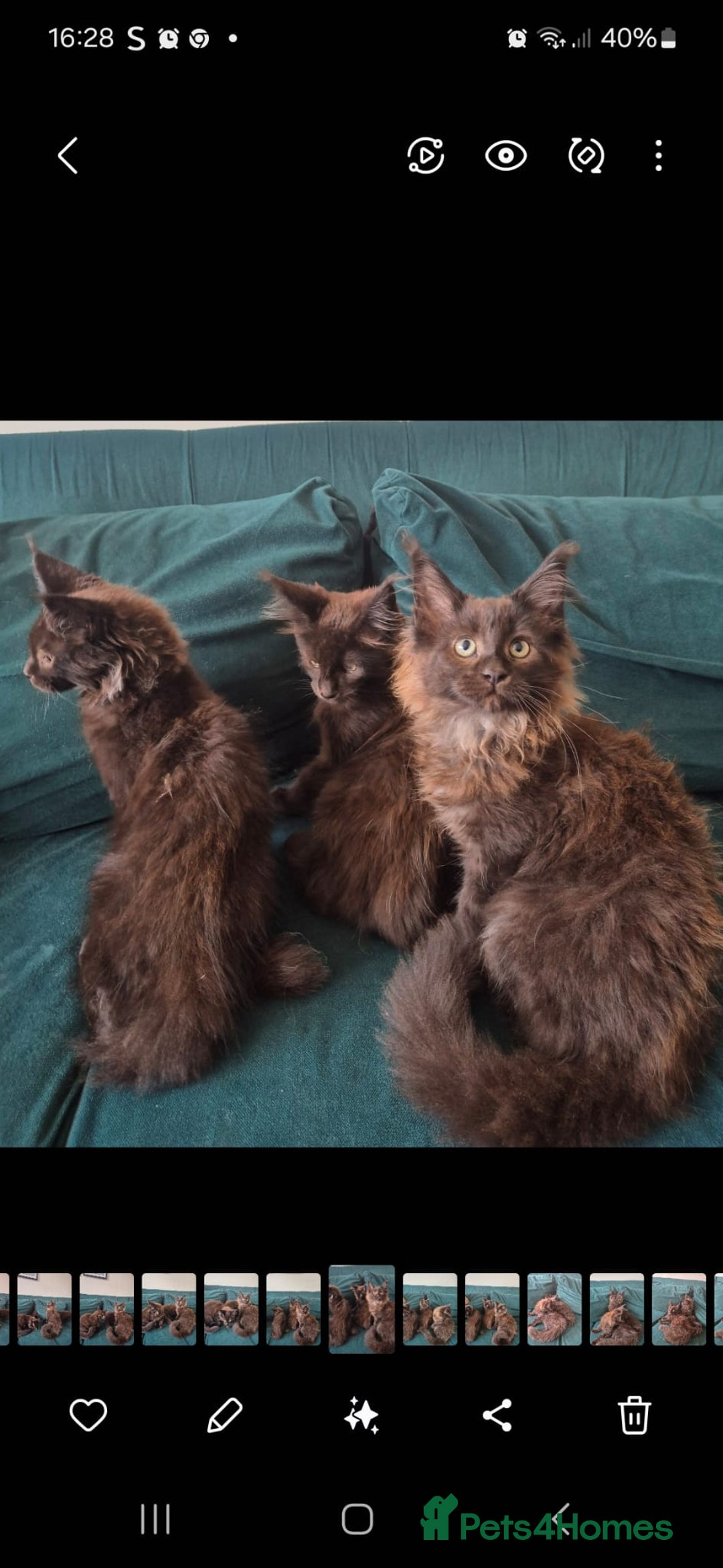 Maine Coon cats for sale: Beautiful Maine Coon babies  - Image 12