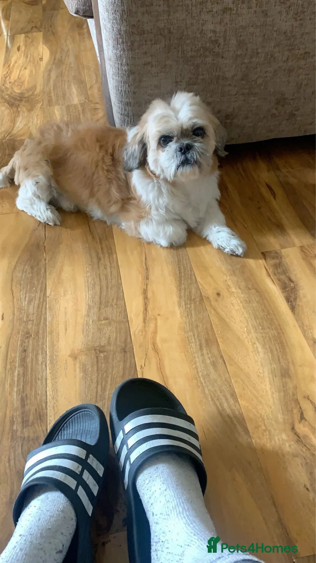 Shih Tzu dogs for sale: Shih Tzu named Fillipo  in London - Advert 2