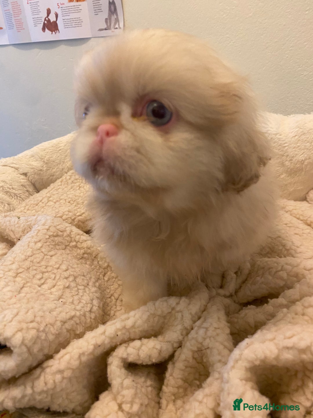 Pekingese dogs for sale: Pink Pekingese puppies  - Advert 10