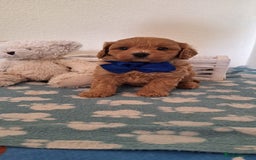 Cavapoochon dogs for sale: 5 🌟 DNA tested Cavapoochon pups - Image 21