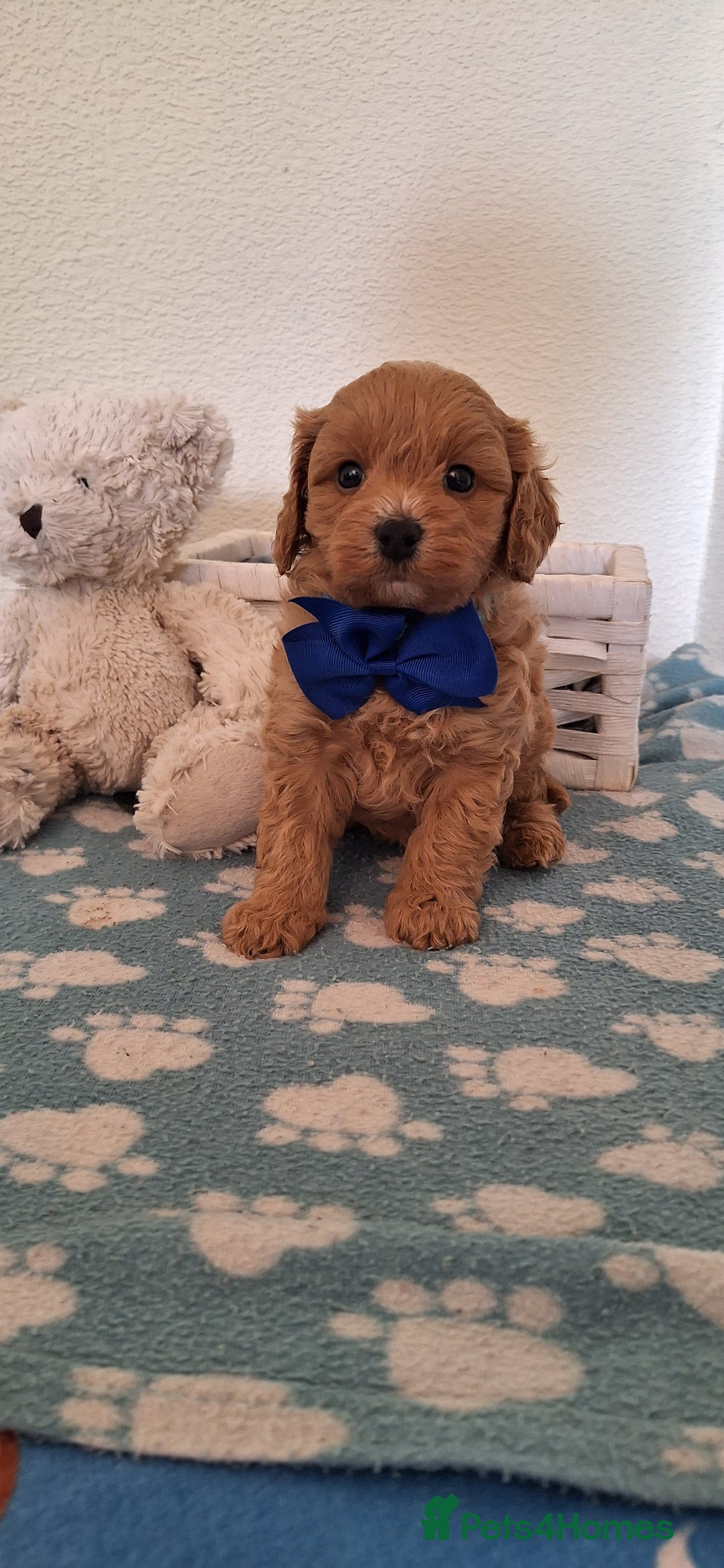 Cavapoochon dogs for sale: 5 🌟 DNA tested Cavapoochon pups - Image 21