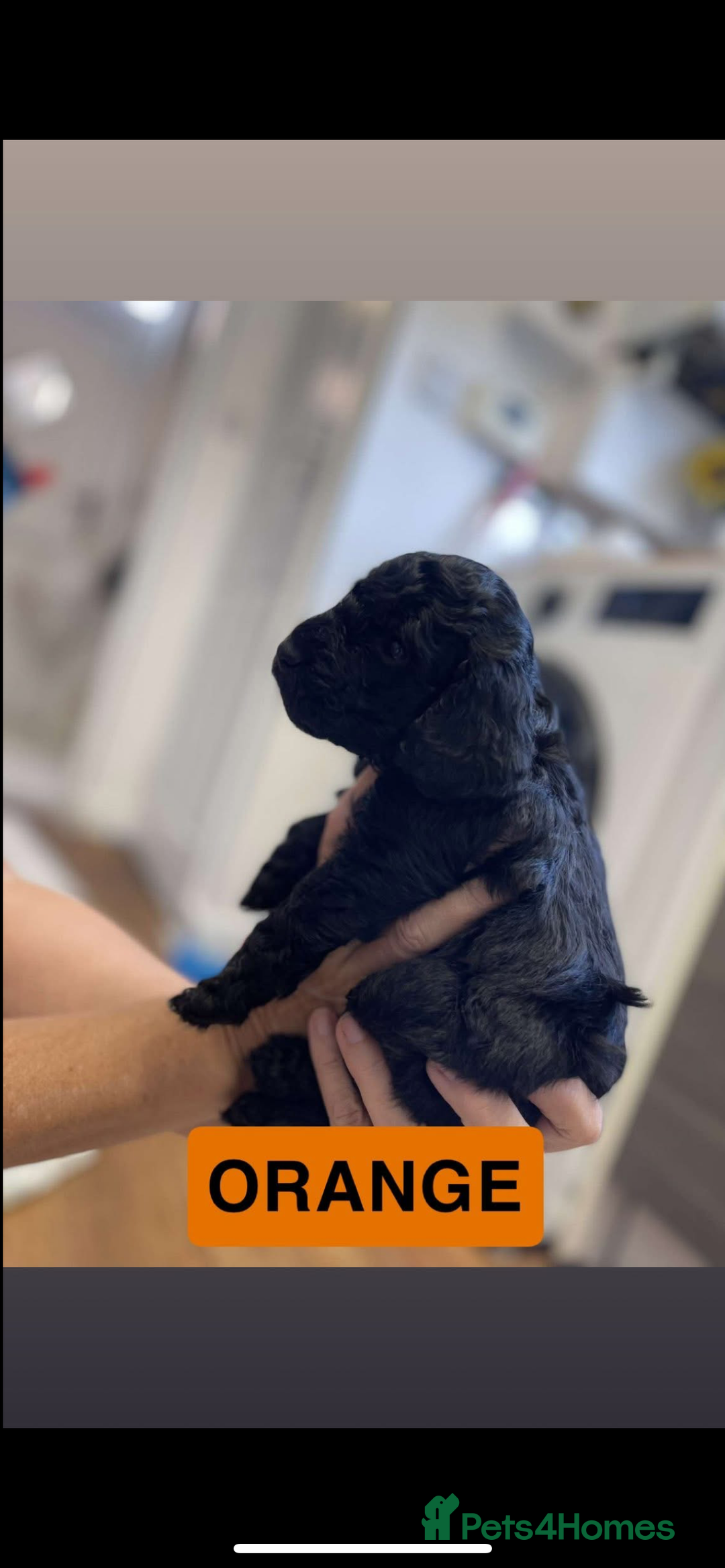 Cockapoo dogs for sale: 🐶ADORABLE F1B COCKAPOOS🐶  - Image 9
