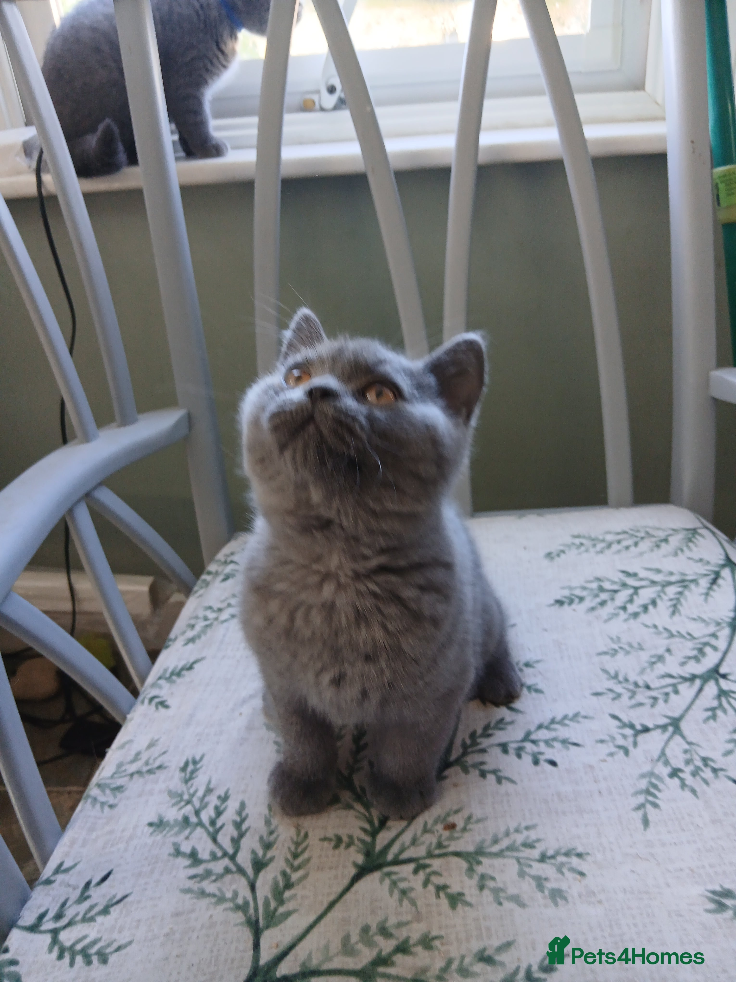 British Shorthair cats British blue shorthand kittens - Advert 2