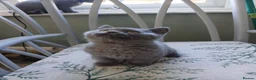British Shorthair cats for sale: British blue shorthair kittens - Advert 2
