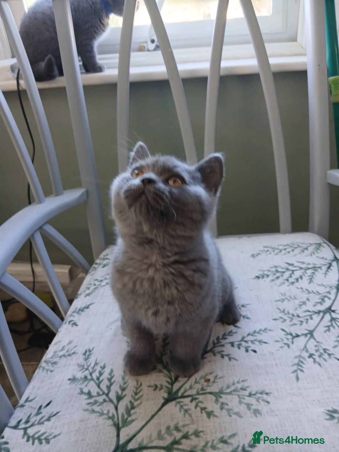 British Shorthair cats for sale: British blue shorthair kittens - Advert 2