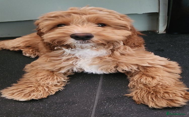 Cockapoo dogs - Advert 2